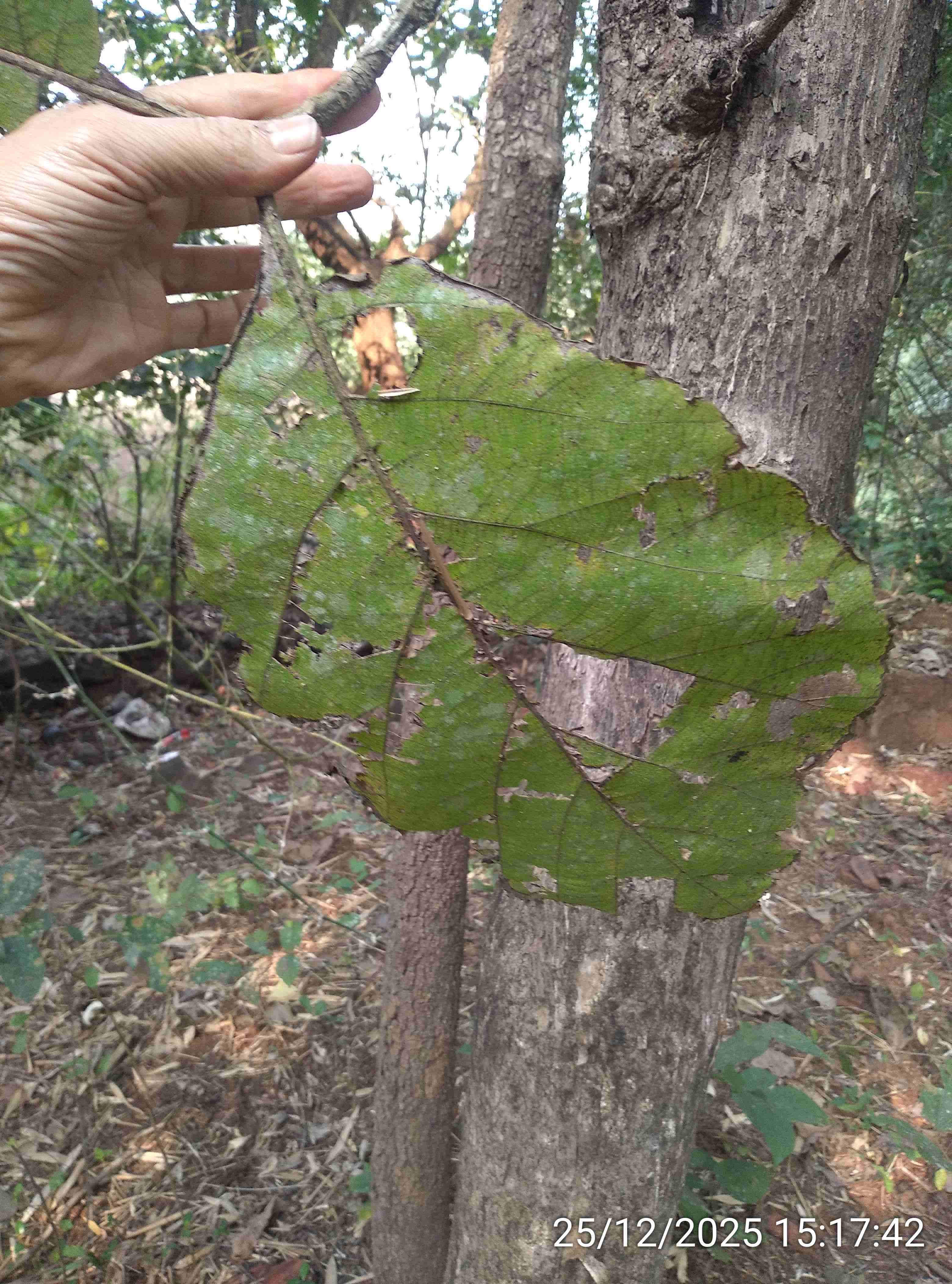 सागवान